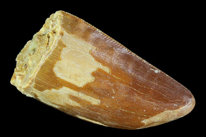 Serrated, Juvenile Carcharodontosaurus Tooth #93206
